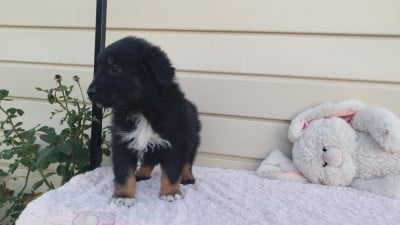 Les chiots de Berger Australien