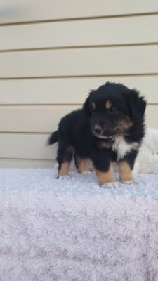 Les chiots de Berger Australien