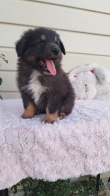 Les chiots de Berger Australien