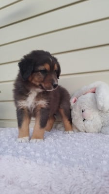 Les chiots de Berger Australien