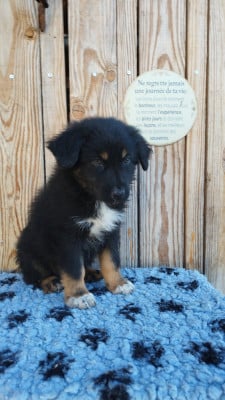 Les chiots de Berger Australien
