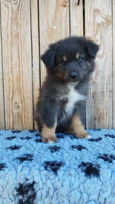 Les chiots de Berger Australien