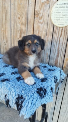 Les chiots de Berger Australien