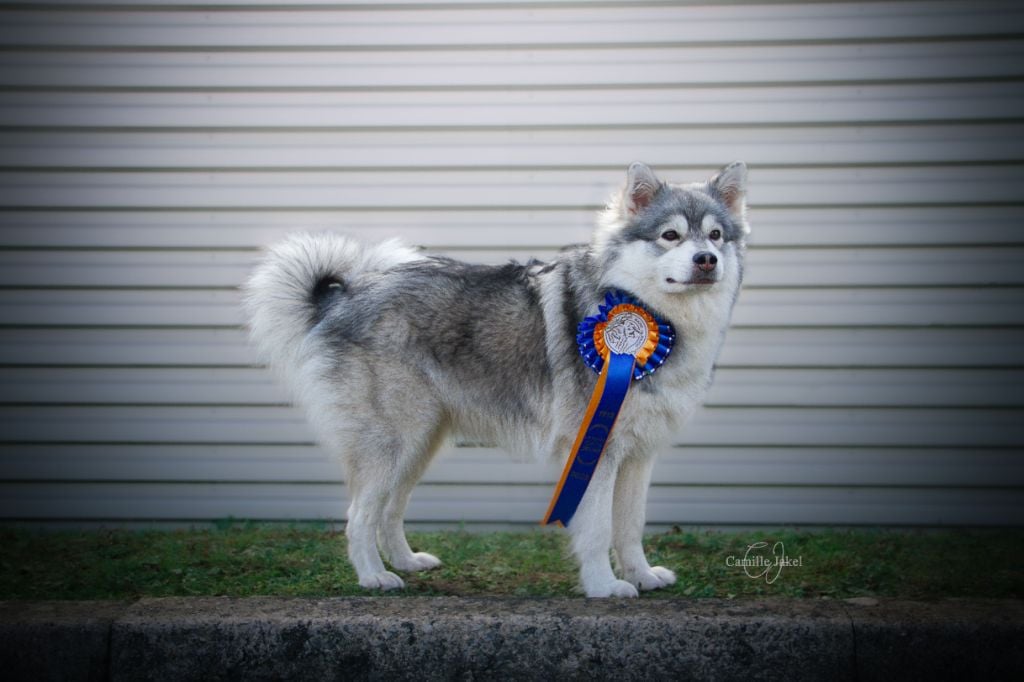 Publication : O'khelyara