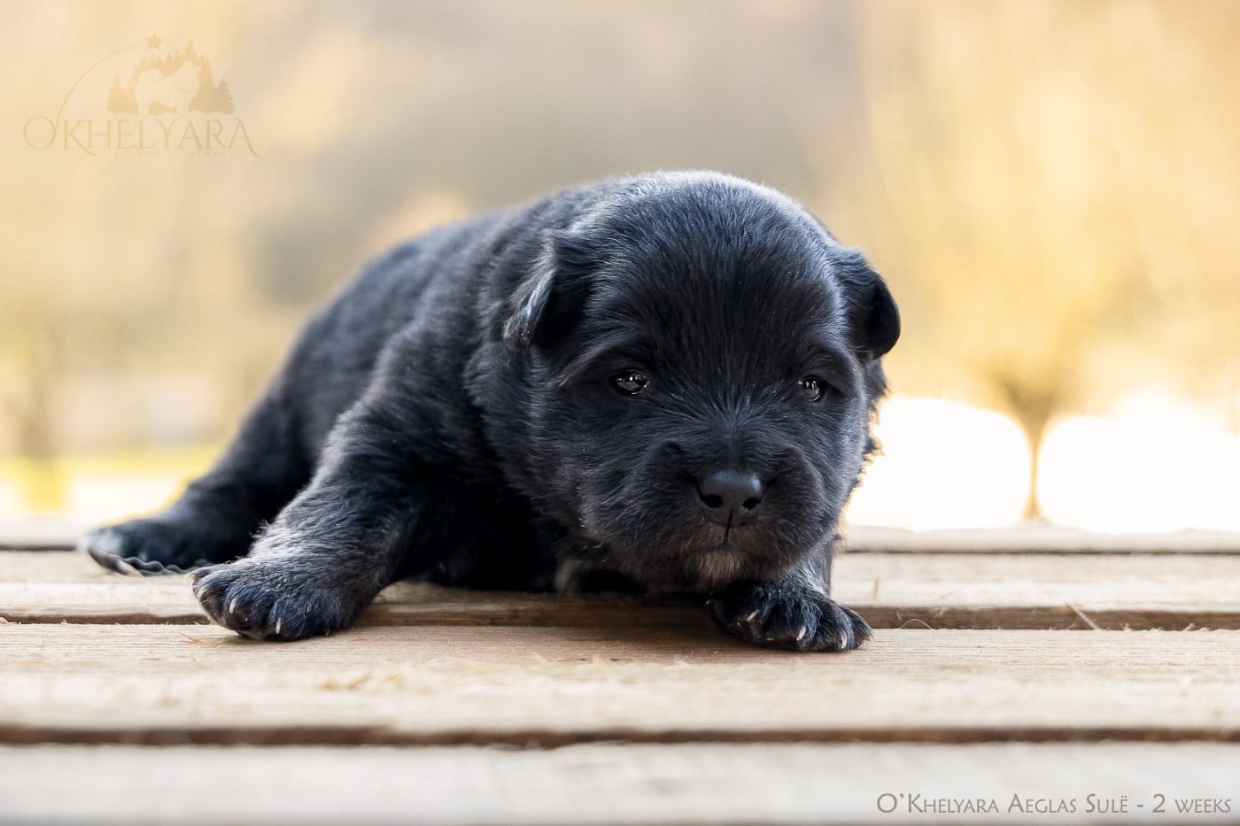 Aeglas Sulë - Chien finnois de Laponie