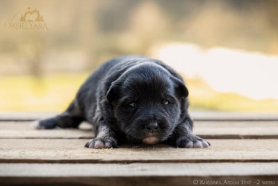 Les chiots de Chien finnois de Laponie