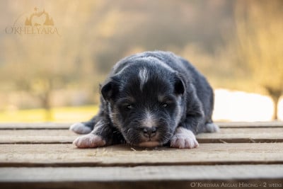 Les chiots de Chien finnois de Laponie