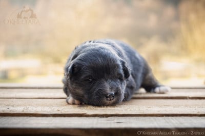 Les chiots de Chien finnois de Laponie