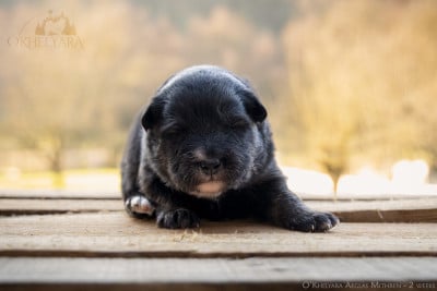 Les chiots de Chien finnois de Laponie