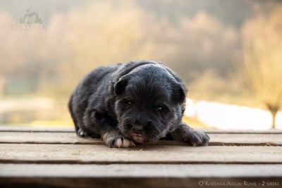 Les chiots de Chien finnois de Laponie
