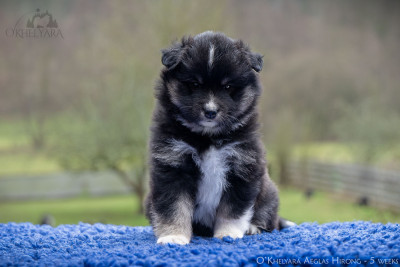 Les chiots de Chien finnois de Laponie