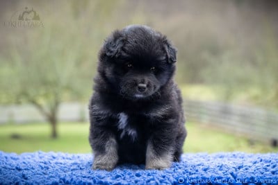 Les chiots de Chien finnois de Laponie