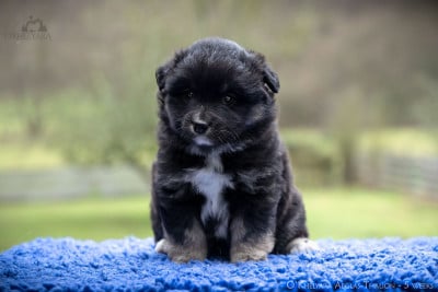 Les chiots de Chien finnois de Laponie