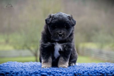 Les chiots de Chien finnois de Laponie