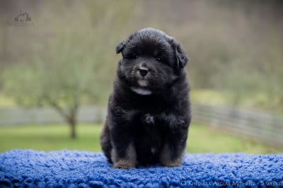 Les chiots de Chien finnois de Laponie