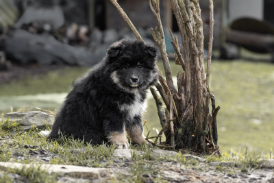 Les chiots de Chien finnois de Laponie