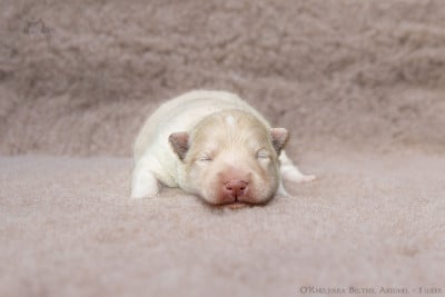 Les chiots de Chien finnois de Laponie