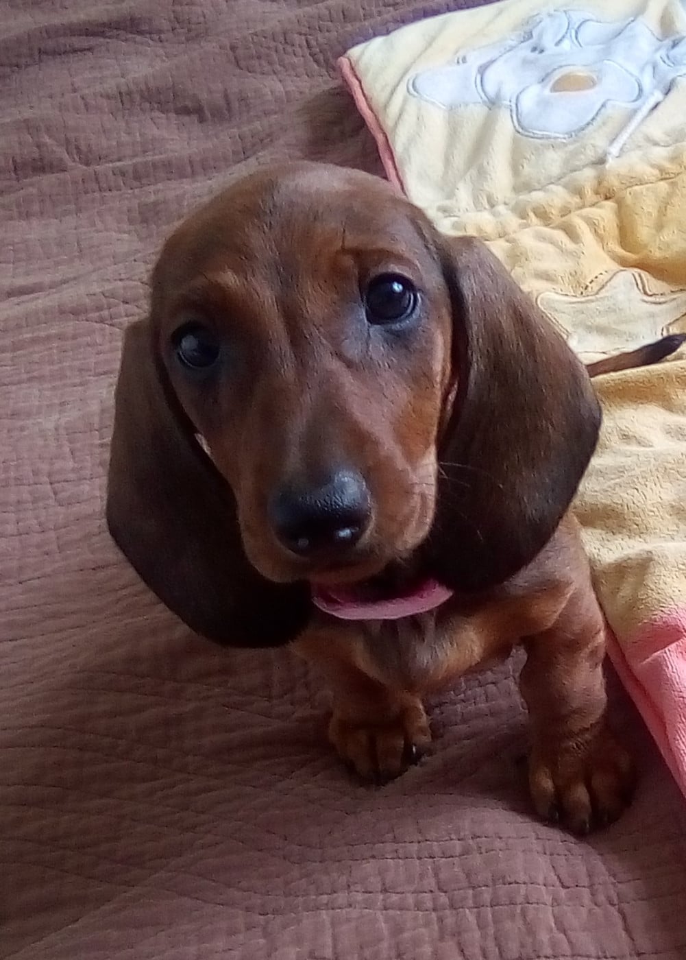 BIANCA collier rose clair