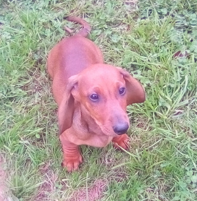 Les chiots de Teckel poil ras