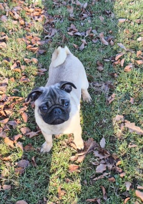 Les chiots de Carlin