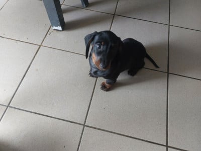 Les chiots de Teckel poil ras