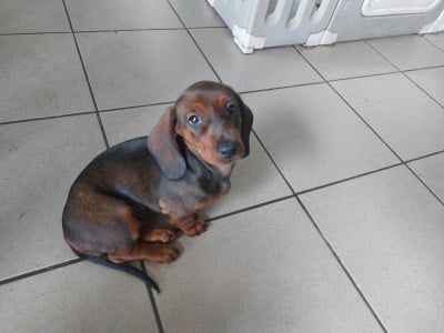 Les chiots de Teckel poil ras