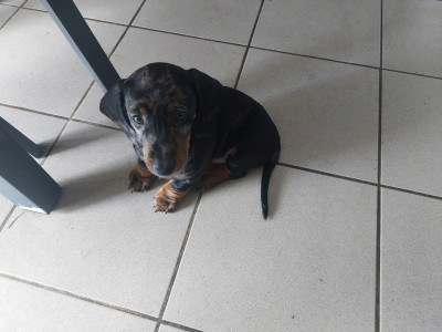 Les chiots de Teckel poil ras