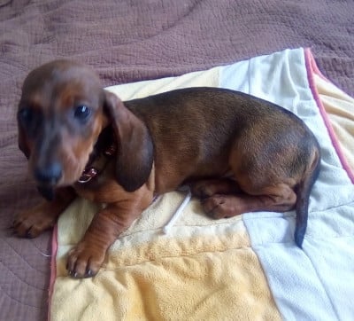 Les chiots de Teckel poil ras