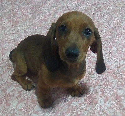 Les chiots de Teckel poil ras