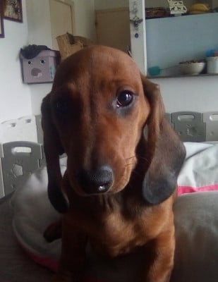 Les chiots de Teckel poil ras