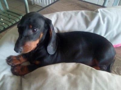 Les chiots de Teckel poil ras