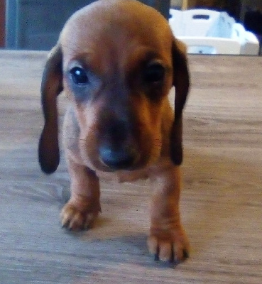 Les chiots de Teckel poil ras