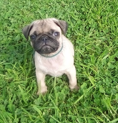 Les chiots de Carlin