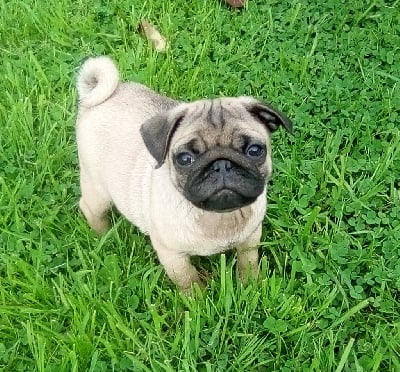 Les chiots de Carlin