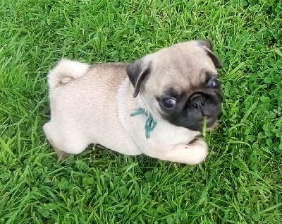 Les chiots de Carlin