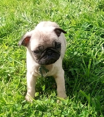 Les chiots de Carlin