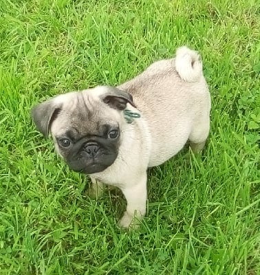Les chiots de Carlin