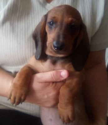 Les chiots de Teckel poil ras