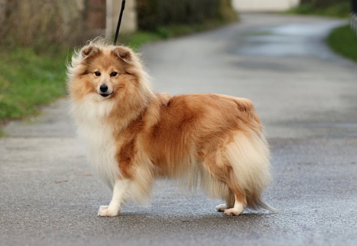 Rivia's lands so wild Of blue tails