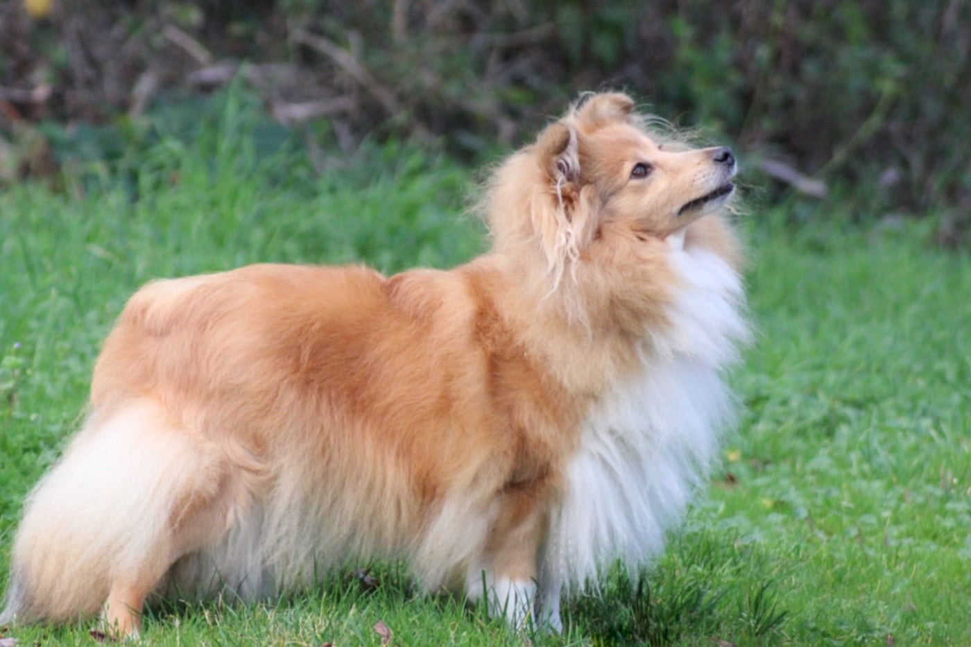 Rivia's lands so wild Of blue tails