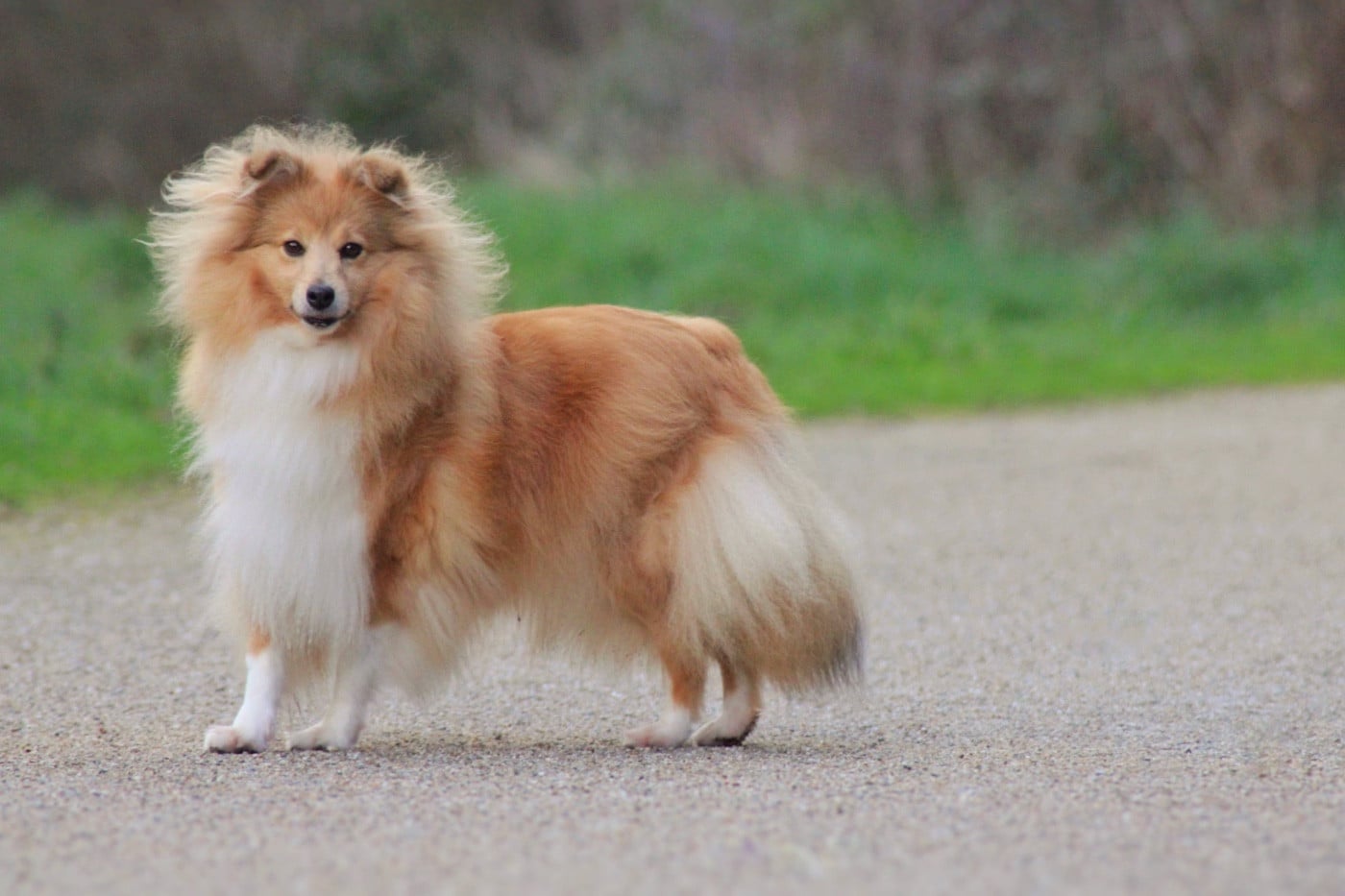 Rivia's lands so wild Of blue tails