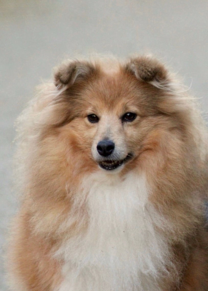 Rivia's lands so wild Of blue tails