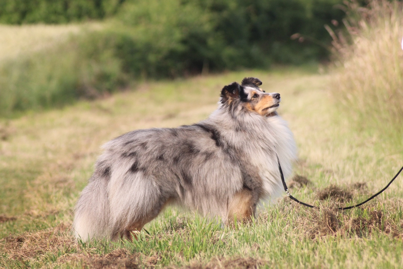 Tonic magic blue De La Ria Triskela