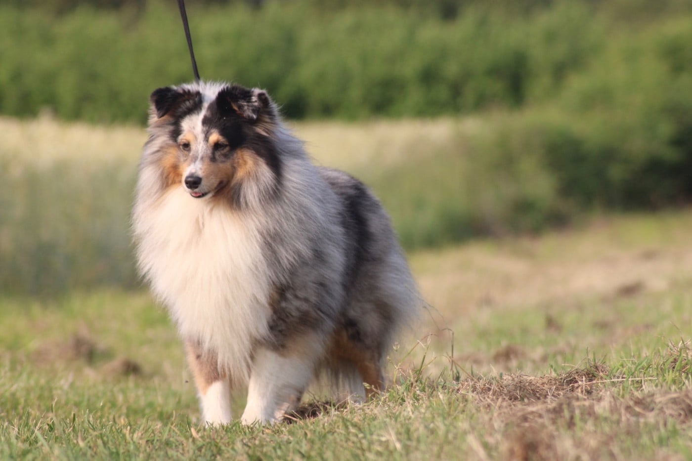 Tonic magic blue De La Ria Triskela