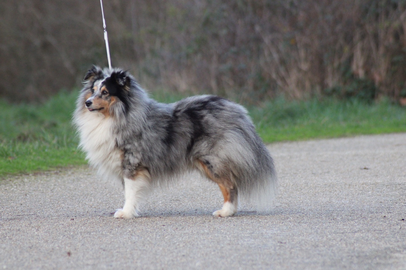 Tonic magic blue De La Ria Triskela