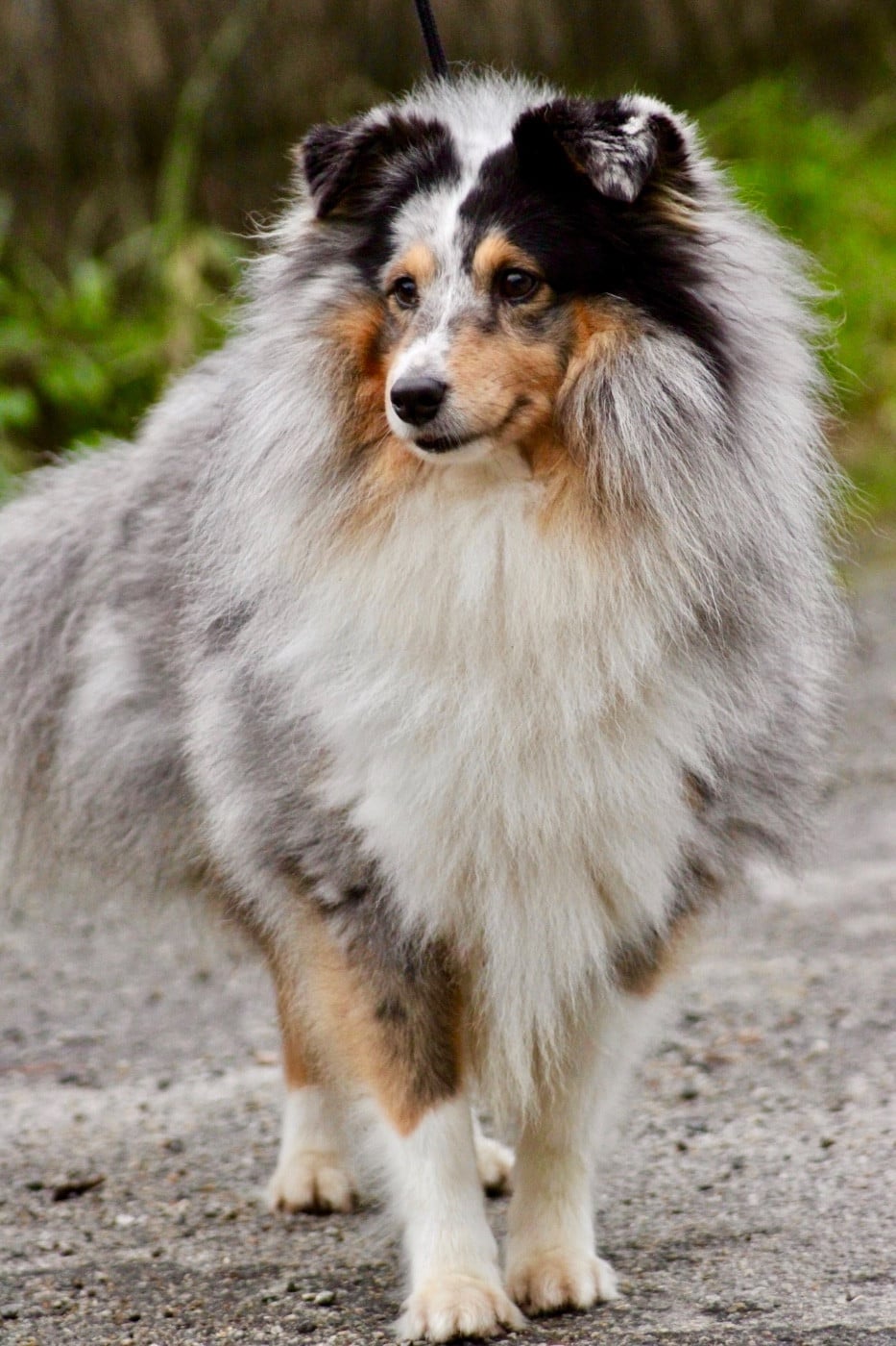 Tonic magic blue De La Ria Triskela