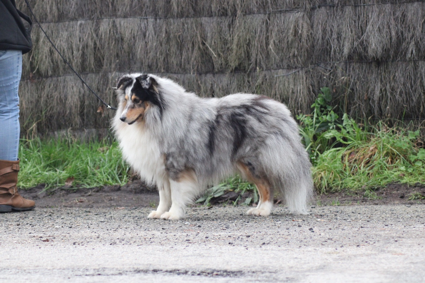 Tonic magic blue De La Ria Triskela