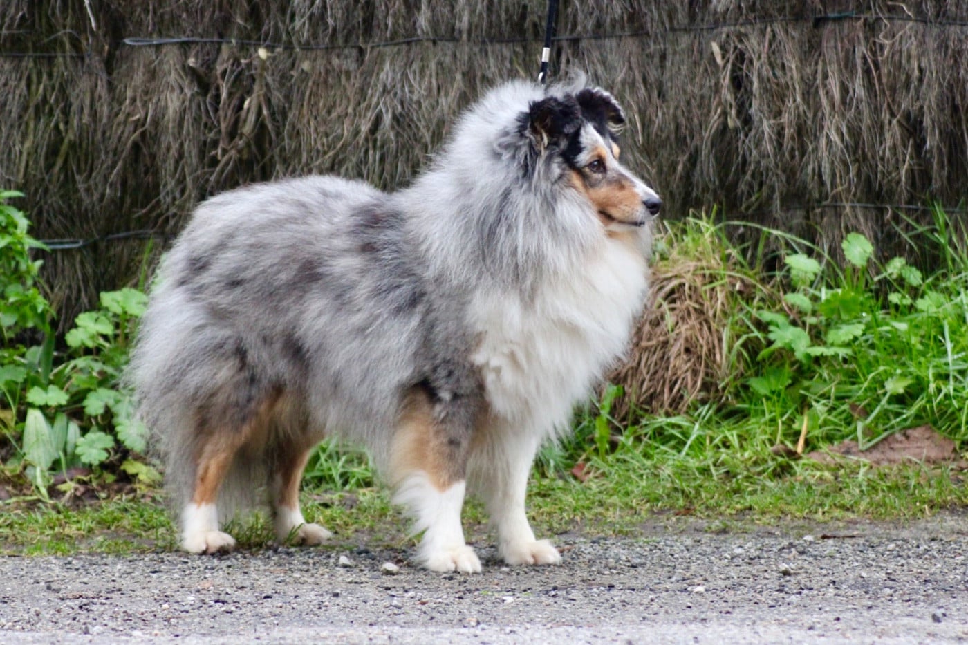 Tonic magic blue De La Ria Triskela