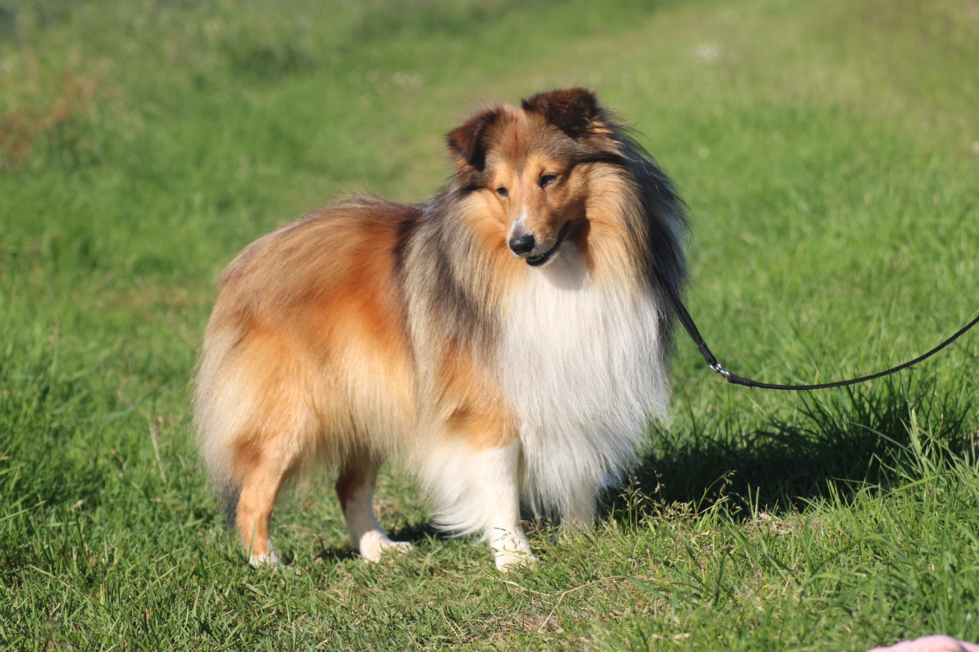 Untrepid boy De La Ria Triskela