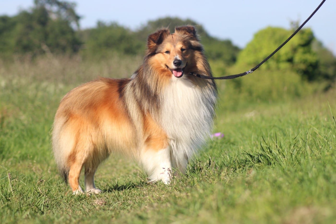 Untrepid boy De La Ria Triskela